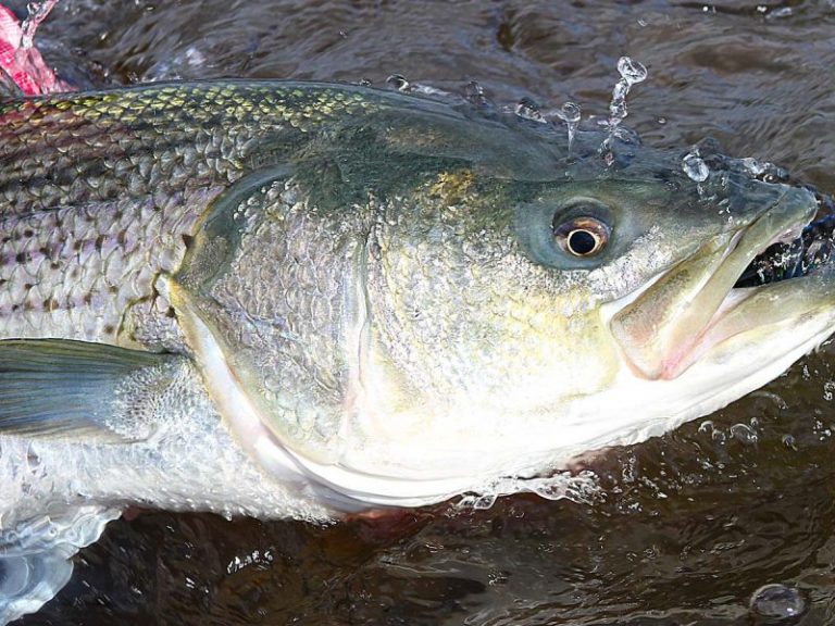 Massachusetts Enacts Striped Bass Conservation Regulations