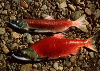Historic Alaska heatwave is killing off thousands of salmon –