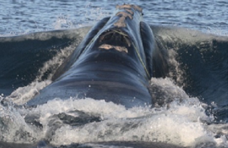 NOAA must show proof of right whale claims