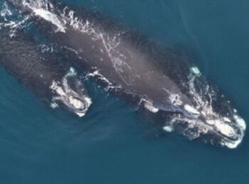 Up to 70 North Atlantic right whales were spotted in Cape Cod Bay –  fisherynation.com