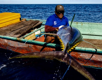 Umar Papalia Uses Handline Fishing Method to Catch Big Tuna –