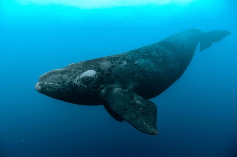 Biden Administration Is Killing Whales and Covering it Up