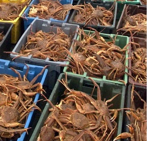 Low prices could force out some snow crab harvesters –