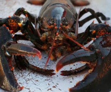 UNE's Marine Science Center home to another rare lobster