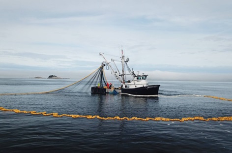 Deemed Sustainable by Seafood Industry Monitors, Harvested California Squid  Has an Unmeasurable Energy Footprint - Inside Climate News