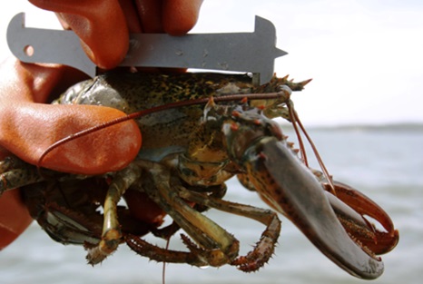 Fishermen call for a delay to upcoming lobster size rules