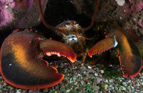 American lobster population, habitat preferences shifting, study finds