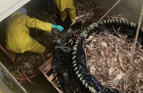 In surprising move, Bering Sea snow crab fishery to reopen after 2 year closure