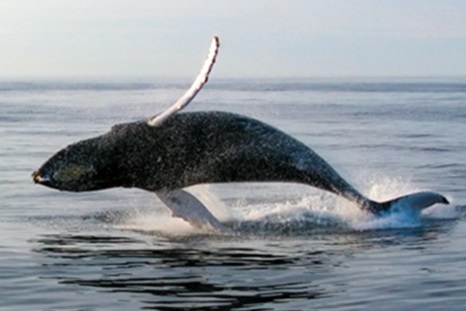 New Federal Report: Offshore Wind Farm Construction Can Harm Whales, Birds, Fisheries